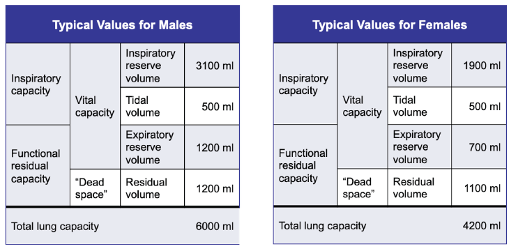 Tables showing typical respiratory volumes for a male and female.