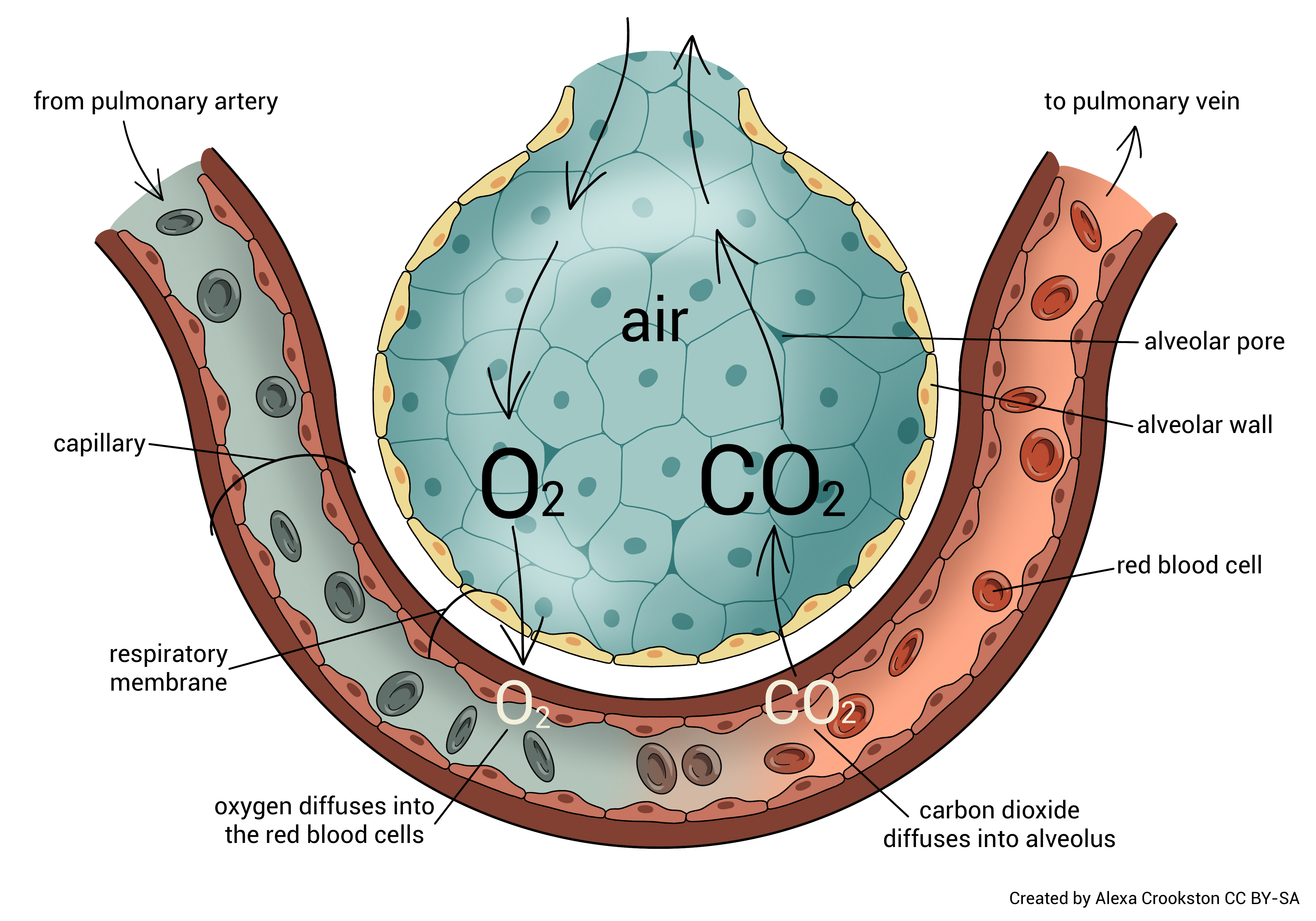 Diagram showing external respiration at the alveolus.