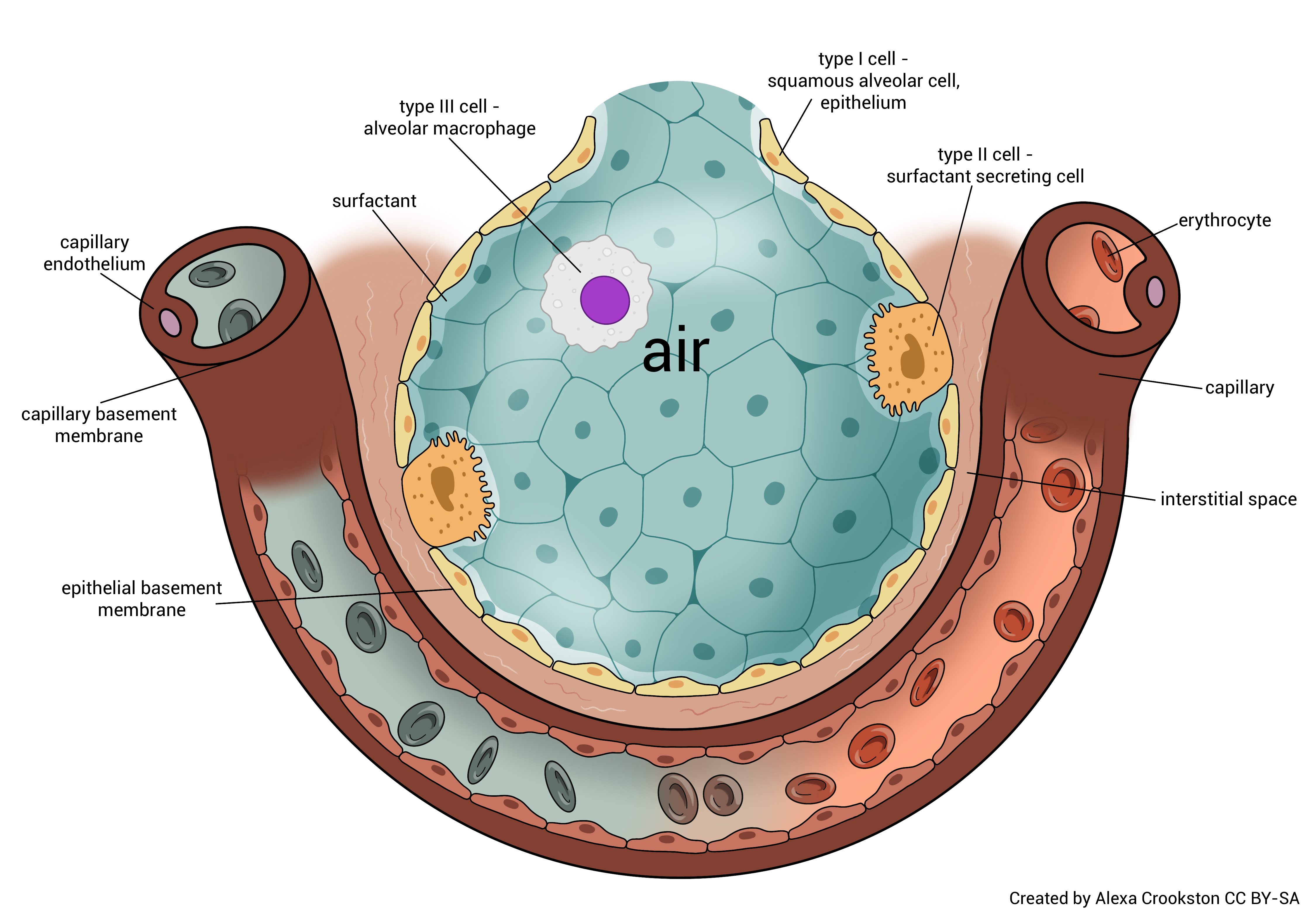 Diagram illustrating an alveolus.