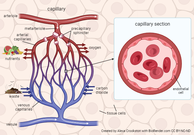 Diagram illustrating the functions of a capillary.