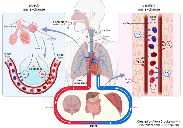 Diagram illustrating the processes of internal and external respiration.