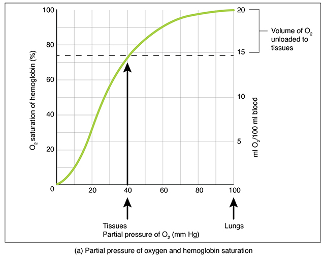 Oxygen-hemoglobin saturation curve.