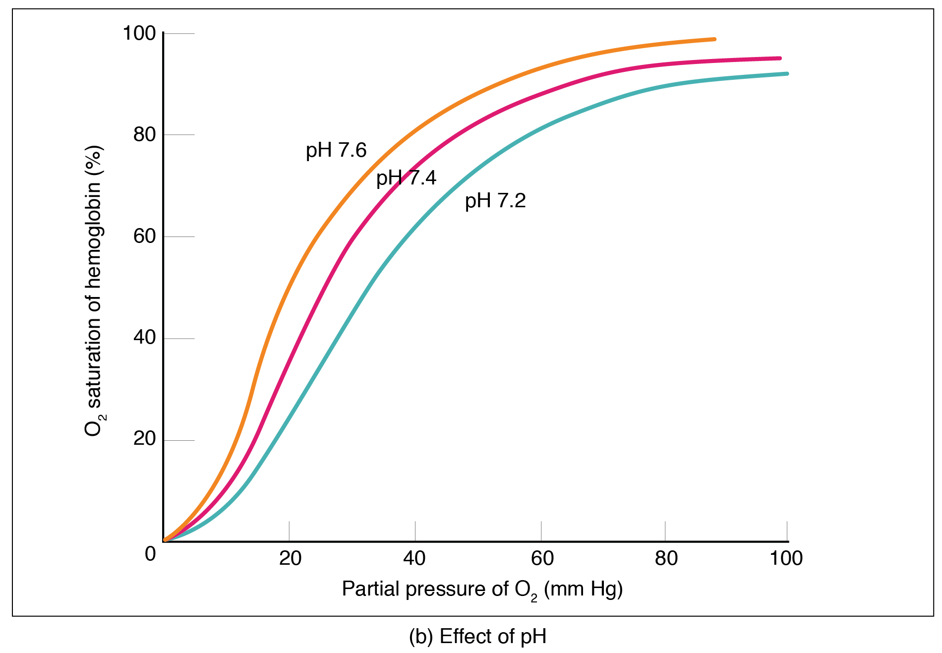 Oxygen-hemoglobin saturation curves for different levels of blood pH.