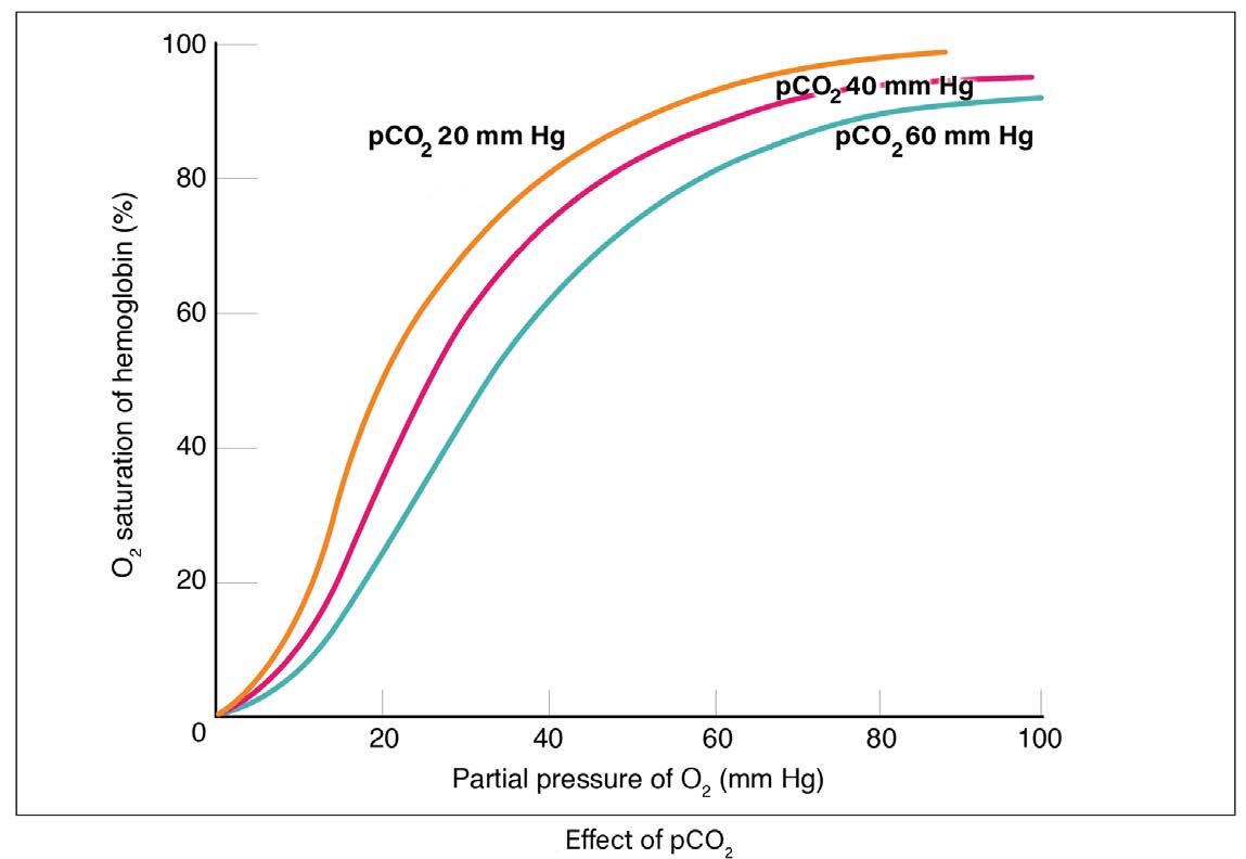 Oxygen-hemoglobin saturation curves for different levels of carbon dioxide in blood.