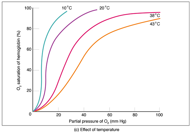 Oxygen-hemoglobin saturation curves for various temperatures.