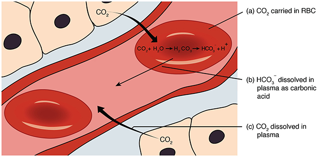 Diagram showing how carbon dioxide is bound to hemoglobin in red blood cells.