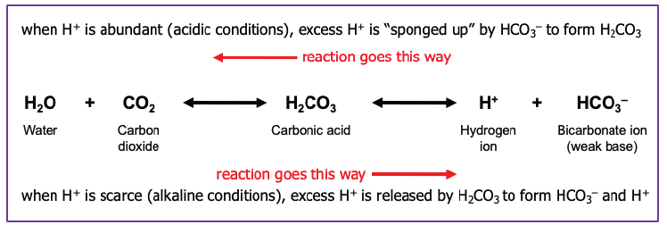 Diagram of the chemical reactions that buffer carbon dioxide and hydrogen ions in blood.