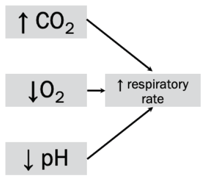 Diagram showing the effects of various chemical states on breathing.