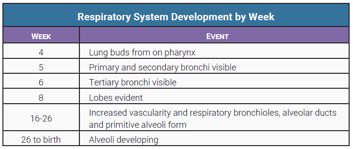 Table listing the events in development of the respiratory system by fetal week.