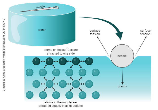 Diagram showing how water molecules attract each other and create surface tension.