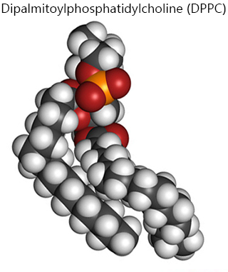 Space-filling model of dipalmitoylphosphatidylcholine (DPPC)