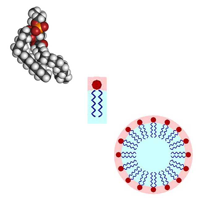 Diagram showing how DPPC reduces surface tension.