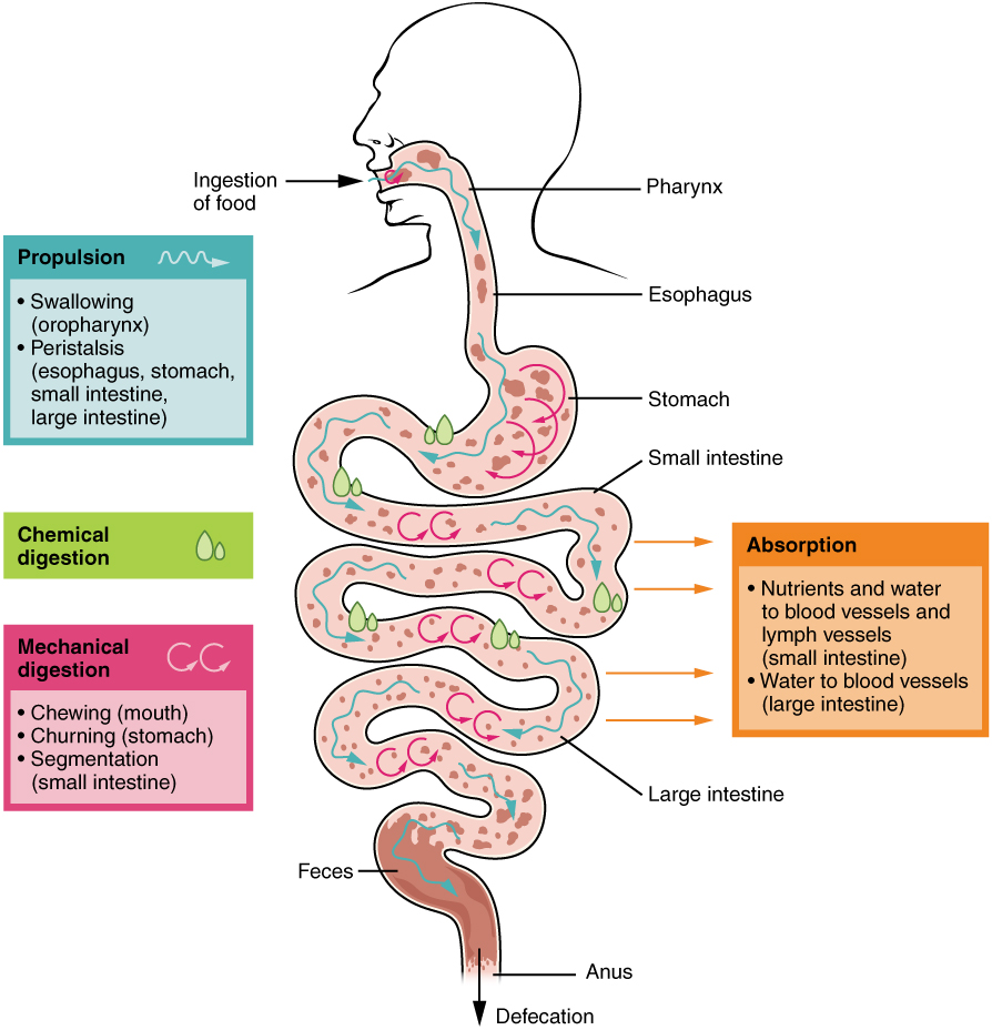 Diagram outlining the sequence of processes in digestion.