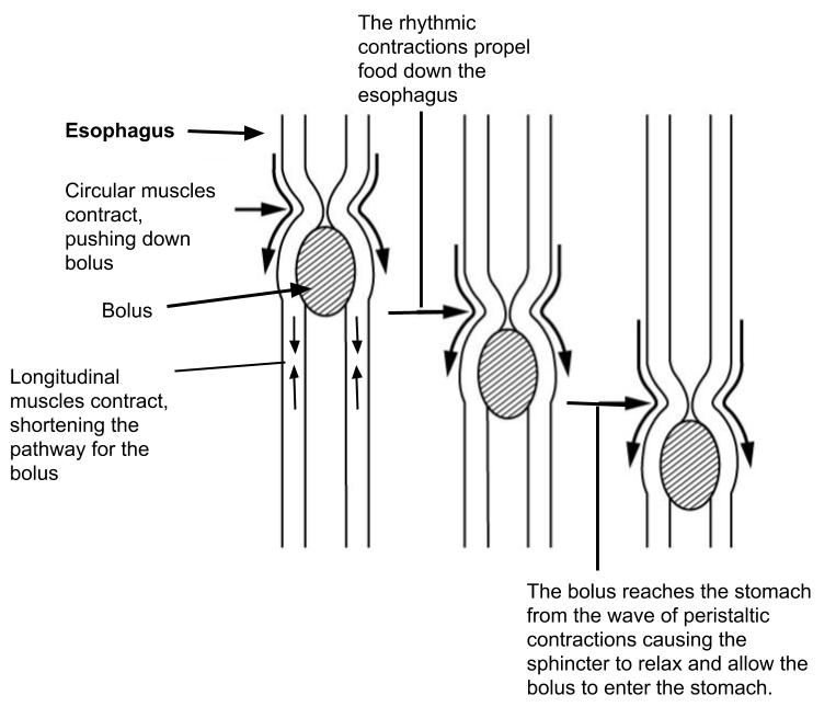 Diagram showing how peristalsis moves materials in the digestive tract.