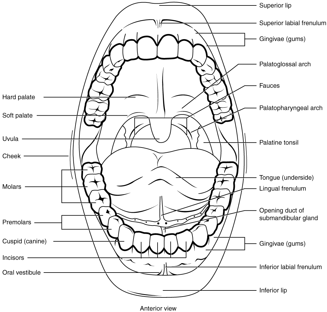 Diagram of the oral cavity.