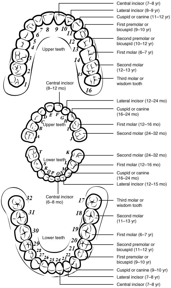 Diagram showing the system for designating each tooth.