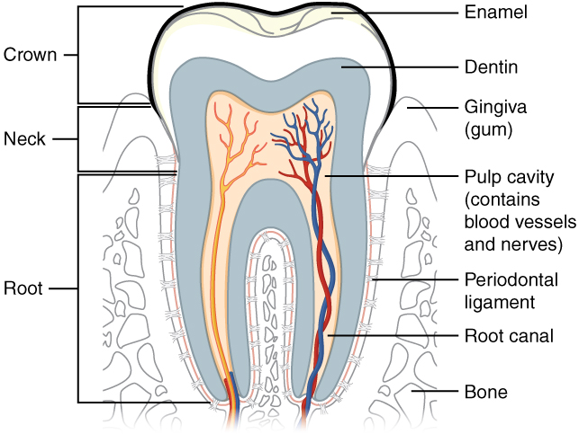 Diagram showing a cross-section of a tooth.