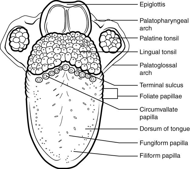 Diagram of the human tongue.