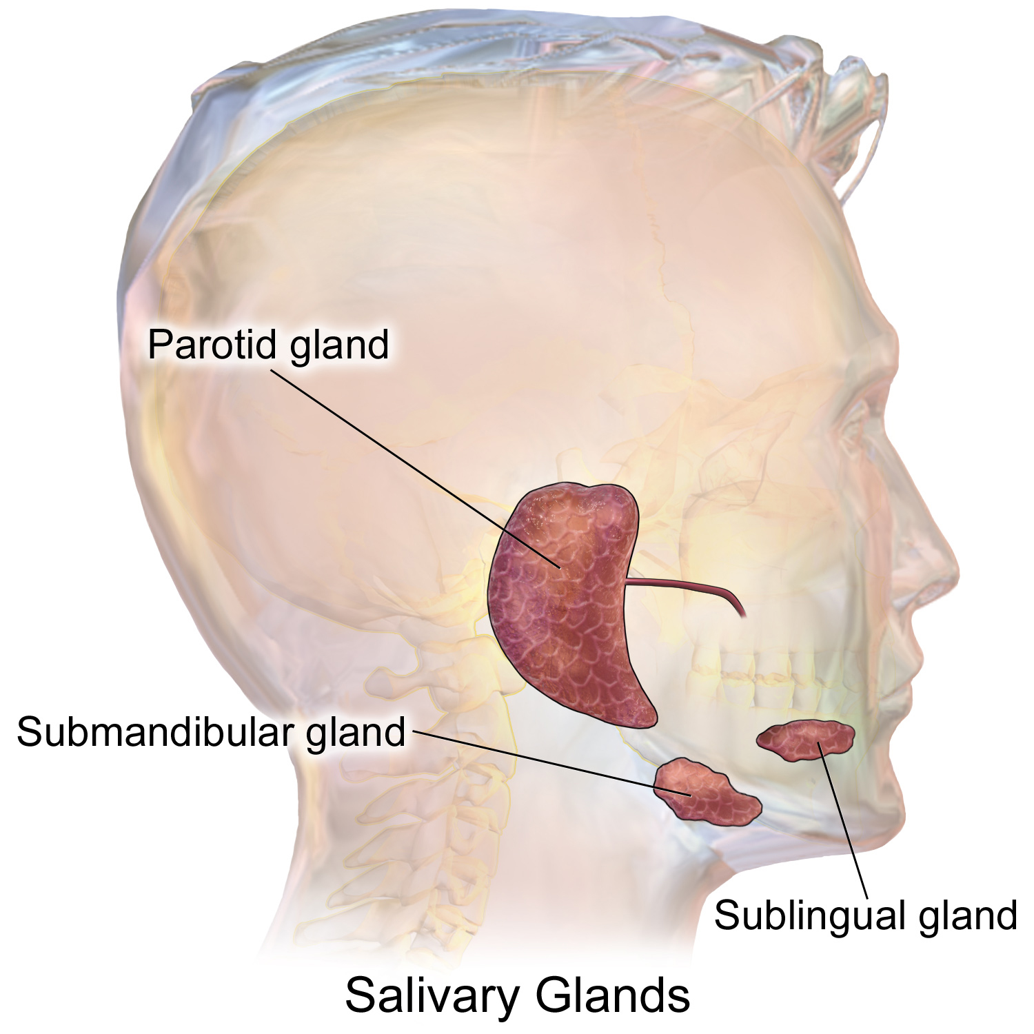 Diagram showing the position of the salivary glands.