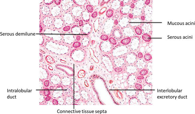 Photomicrograph of serous acini.