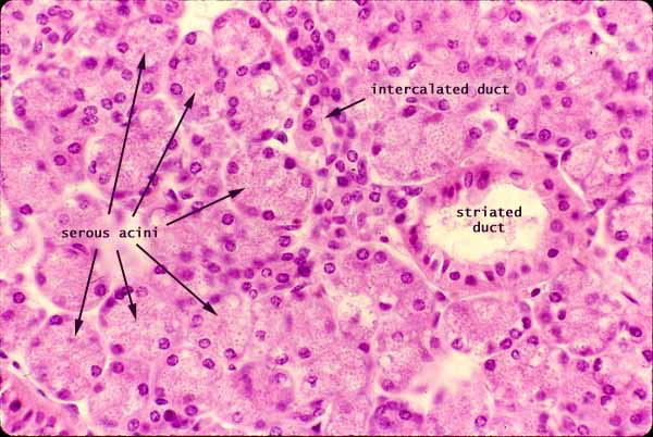 Photomicrograph of serous acini.