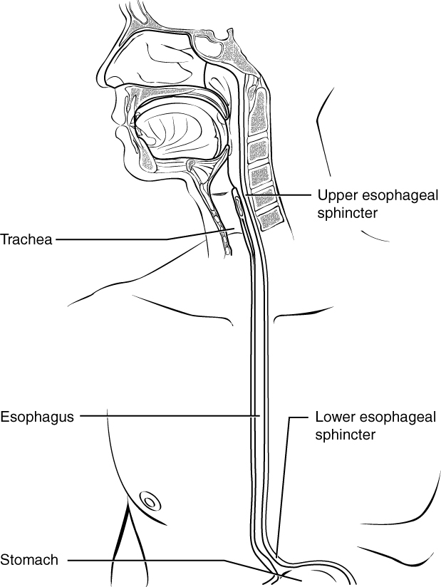 Diagram showing the location of the esophageal sphincters.