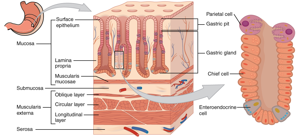 Diagram showing the microscopic structure of the stomach wall.