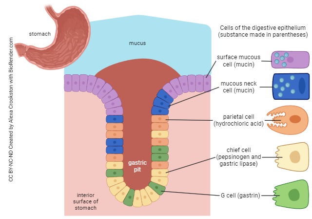 Diagram of the gastric pit.