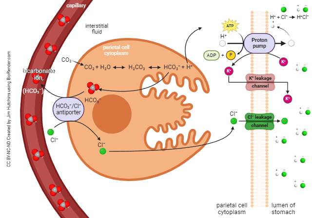 Diagram showing how stomach acid is produced.