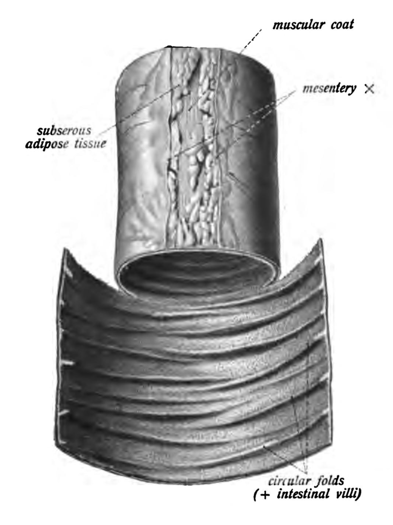 Diagram of the circular folds (plicae circularis) of the intestines.