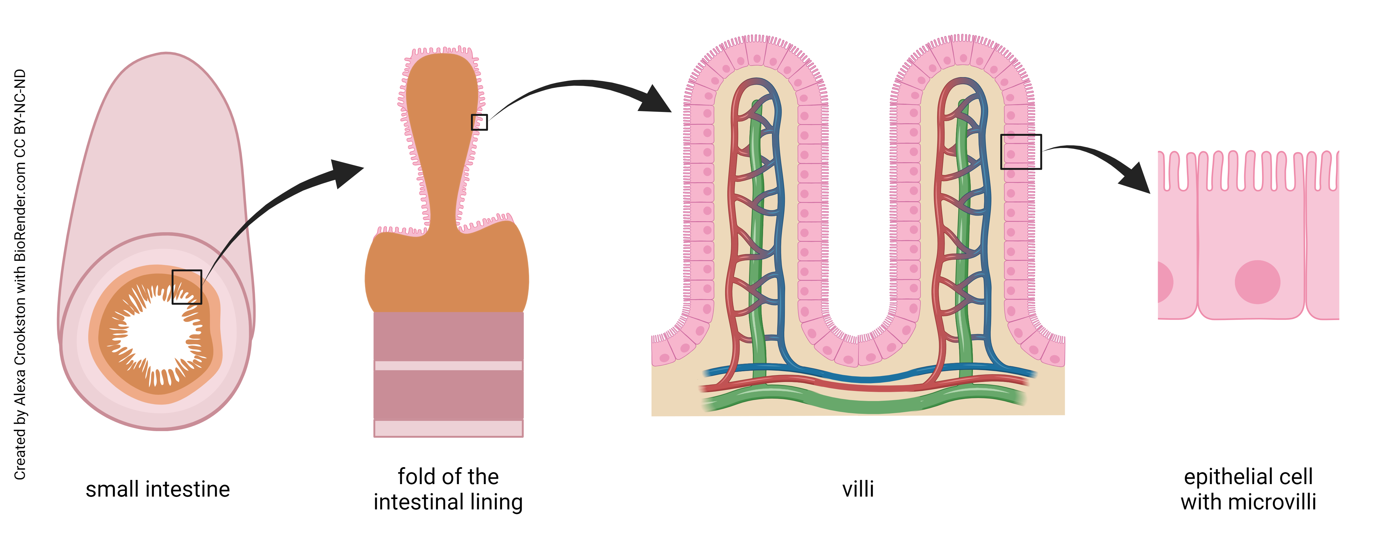 Diagram showing the levels of organization in the small intestine.