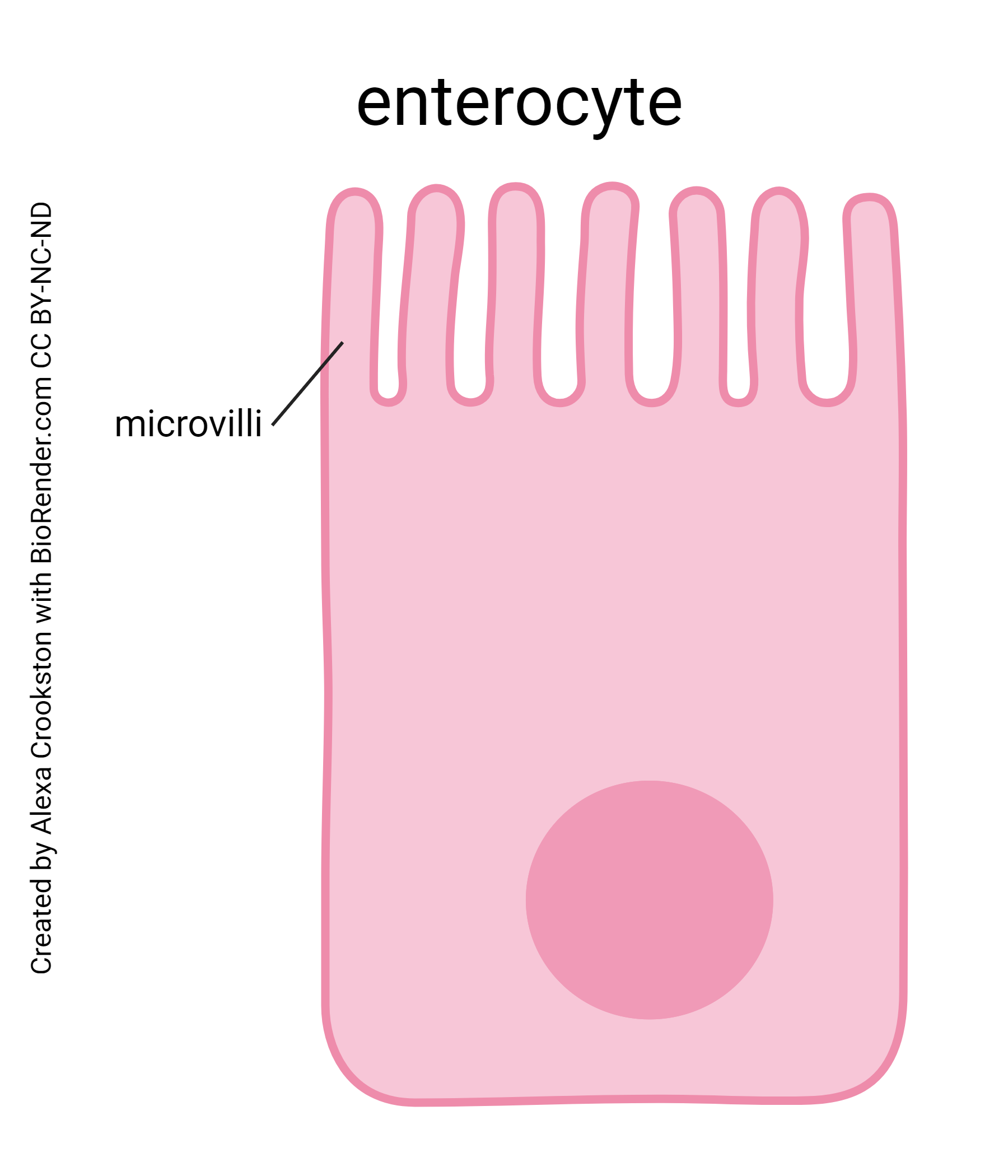 Diagram of an enterocyte.