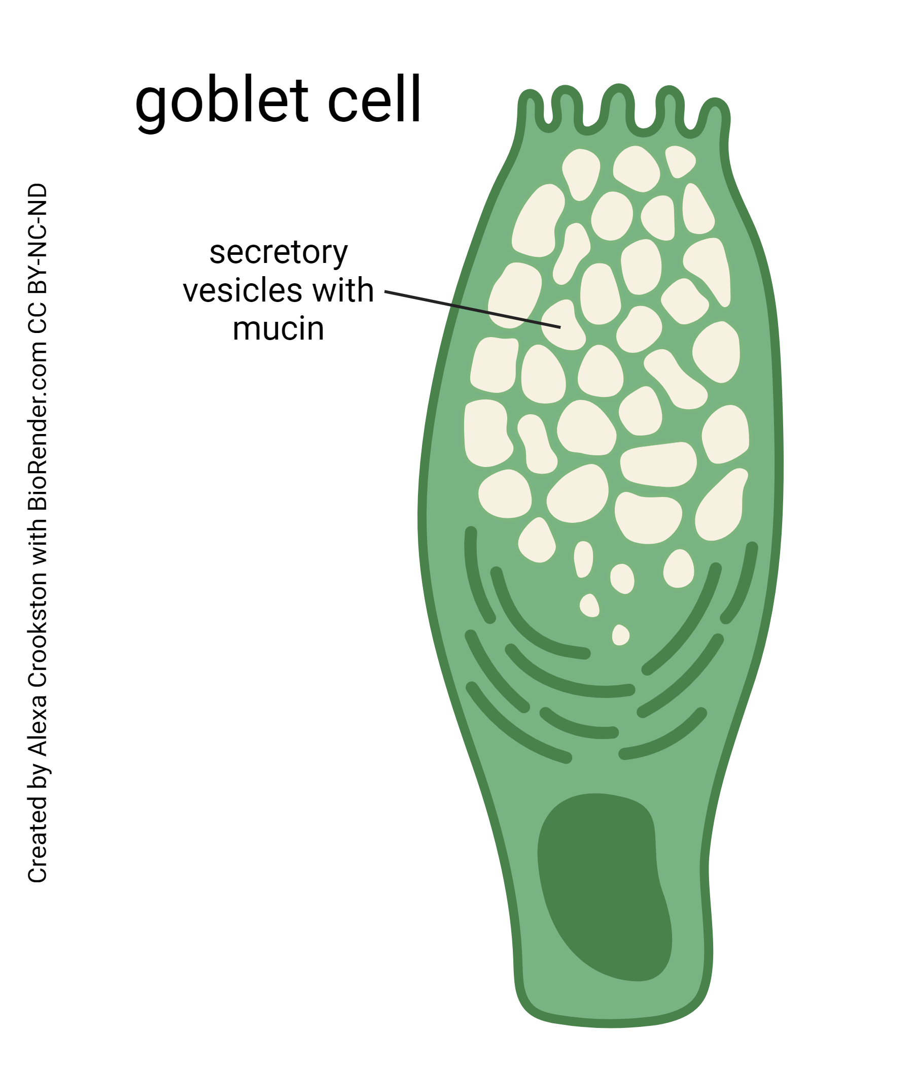 Diagram of a goblet cell.