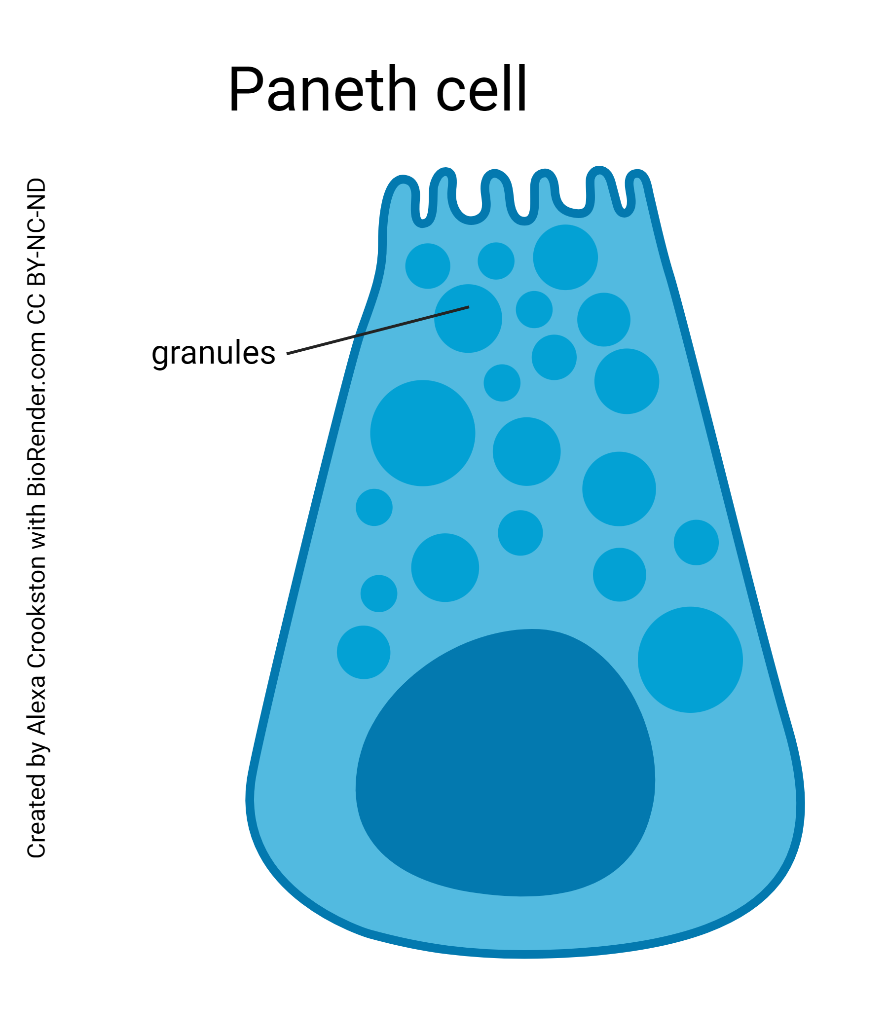 Diagram of a Paneth cell.