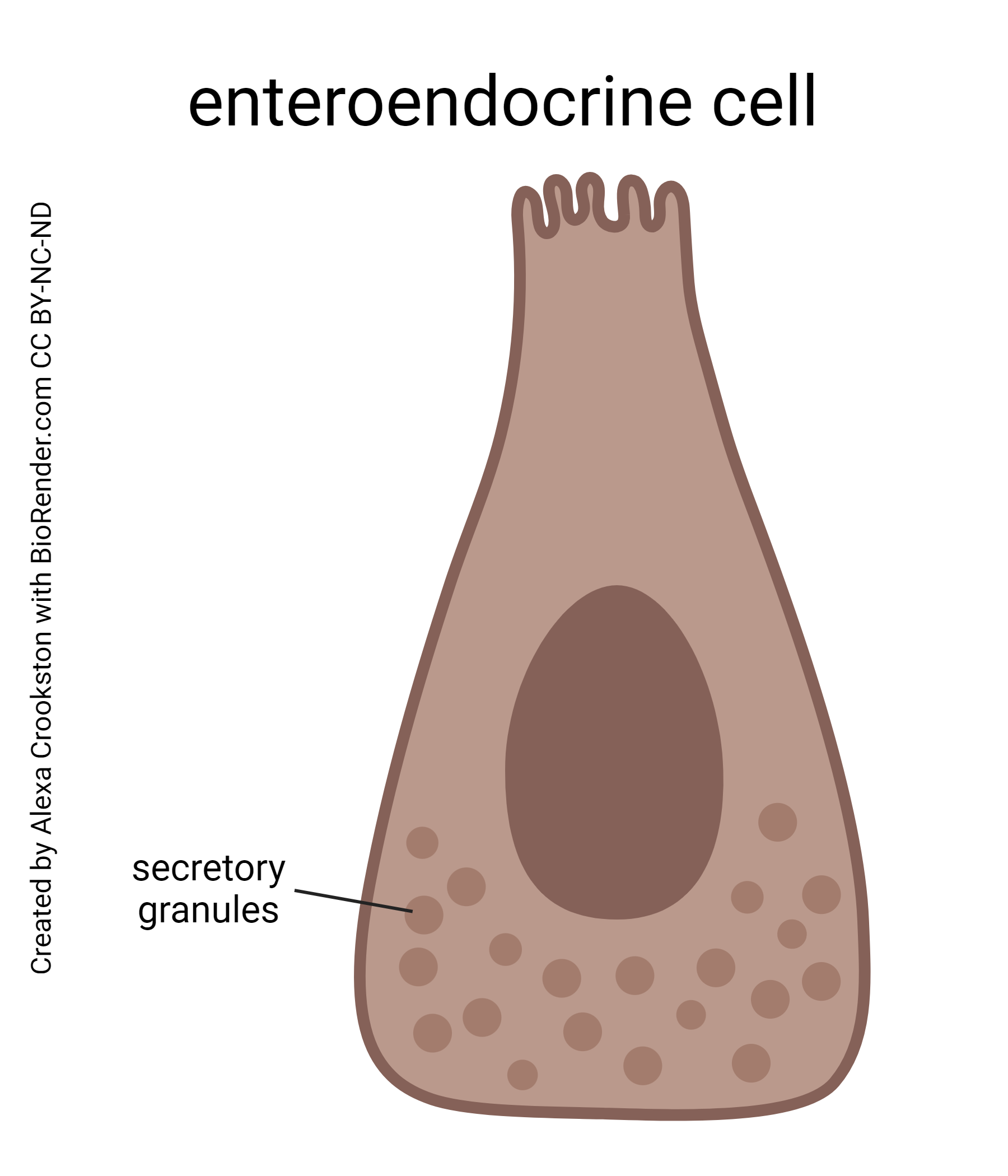 Diagram of an enteroendocrine cell.