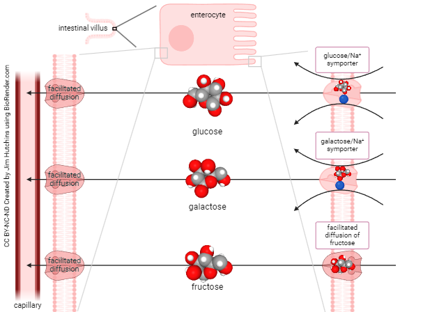 Diagram showing the mechanism by which enterocytes absorb carbohydrates.