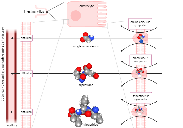 Diagram showing the mechanism by which enterocytes absorb peptides and polypeptides.