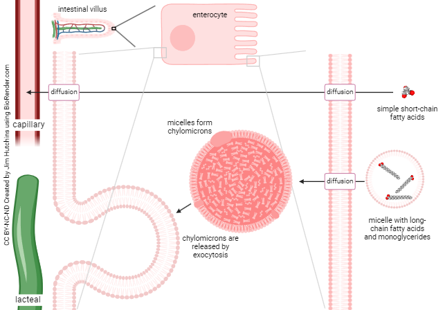 Diagram showing the mechanism by which enterocytes absorb lipids.