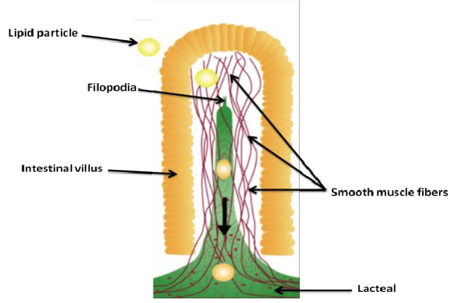 Diagram showing the mechanism by which enterocytes absorb lipids.