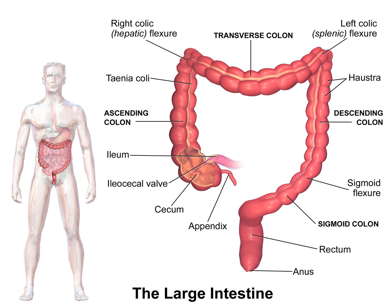 Diagram showing the anatomy of the large intestine.