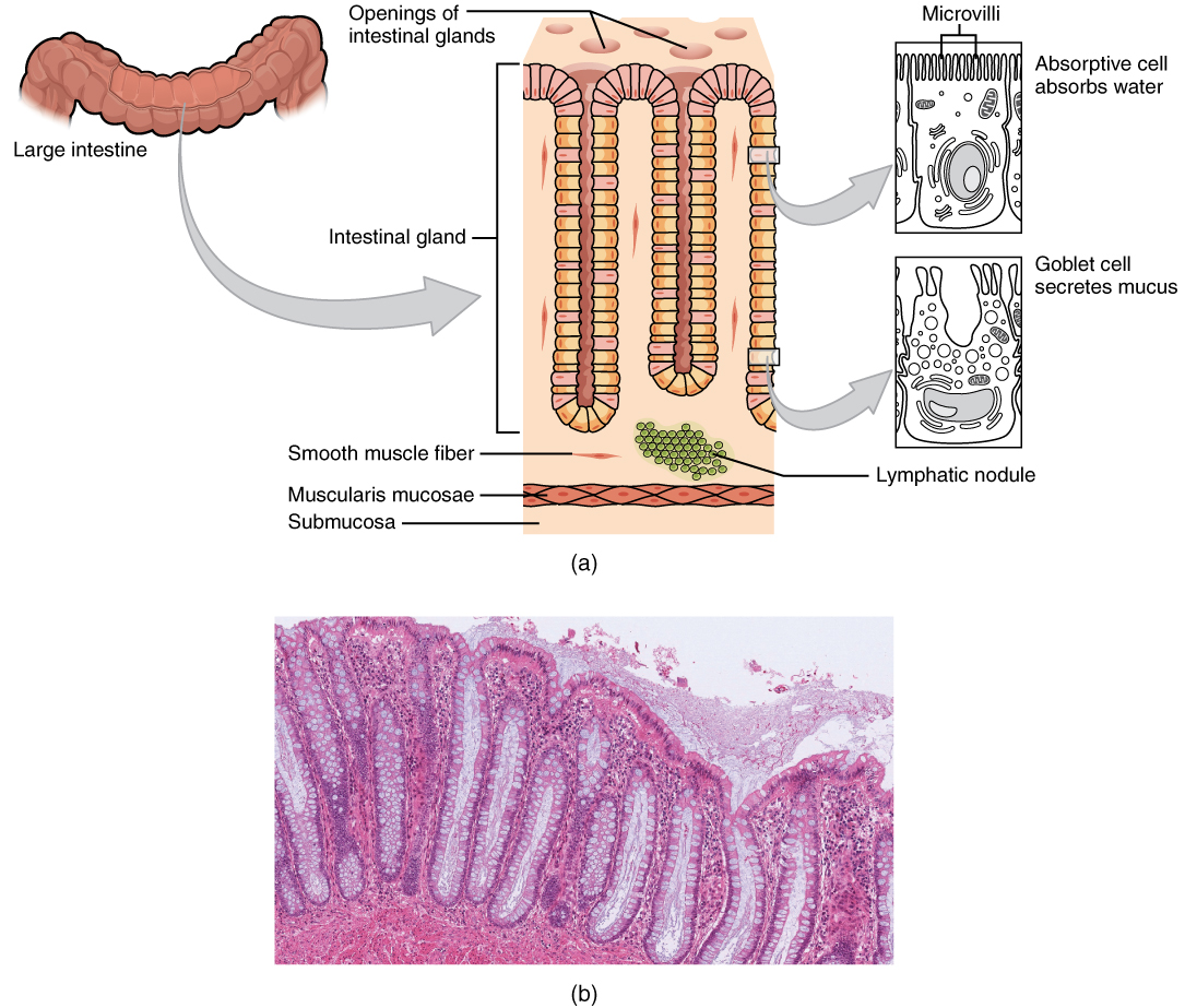 Diagram showing the levels of organization in the large intestine.