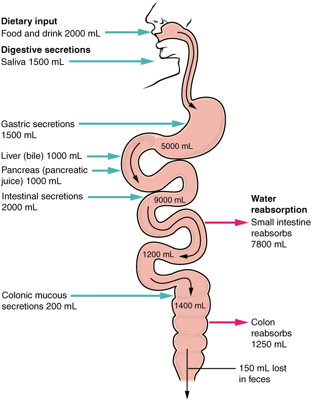 Diagram of water absorption throughout the digestive tract.