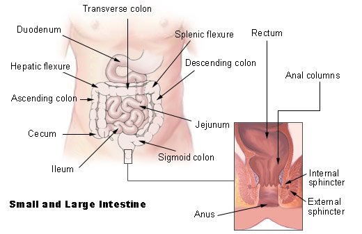 Diagram showing the anatomy of the anal sphincters.