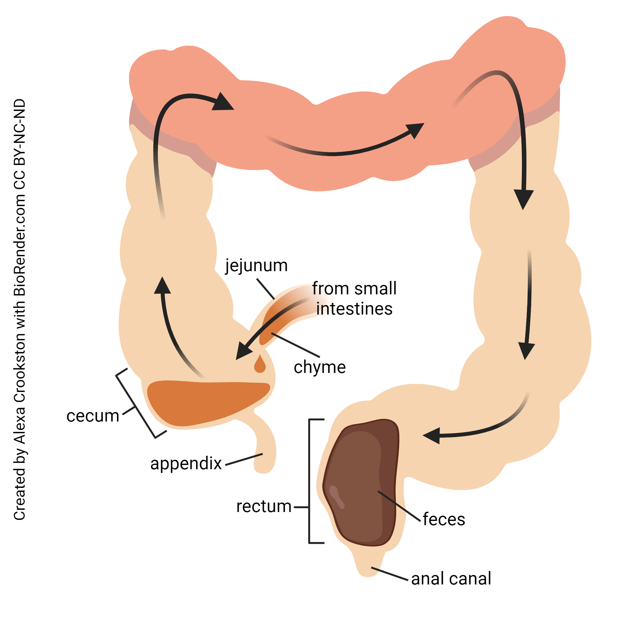 Diagram showing the mechanism of defecation.