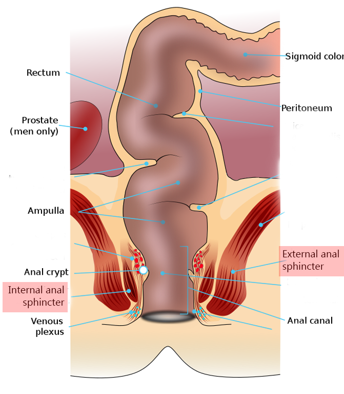 Diagram showing the anal sphincters.