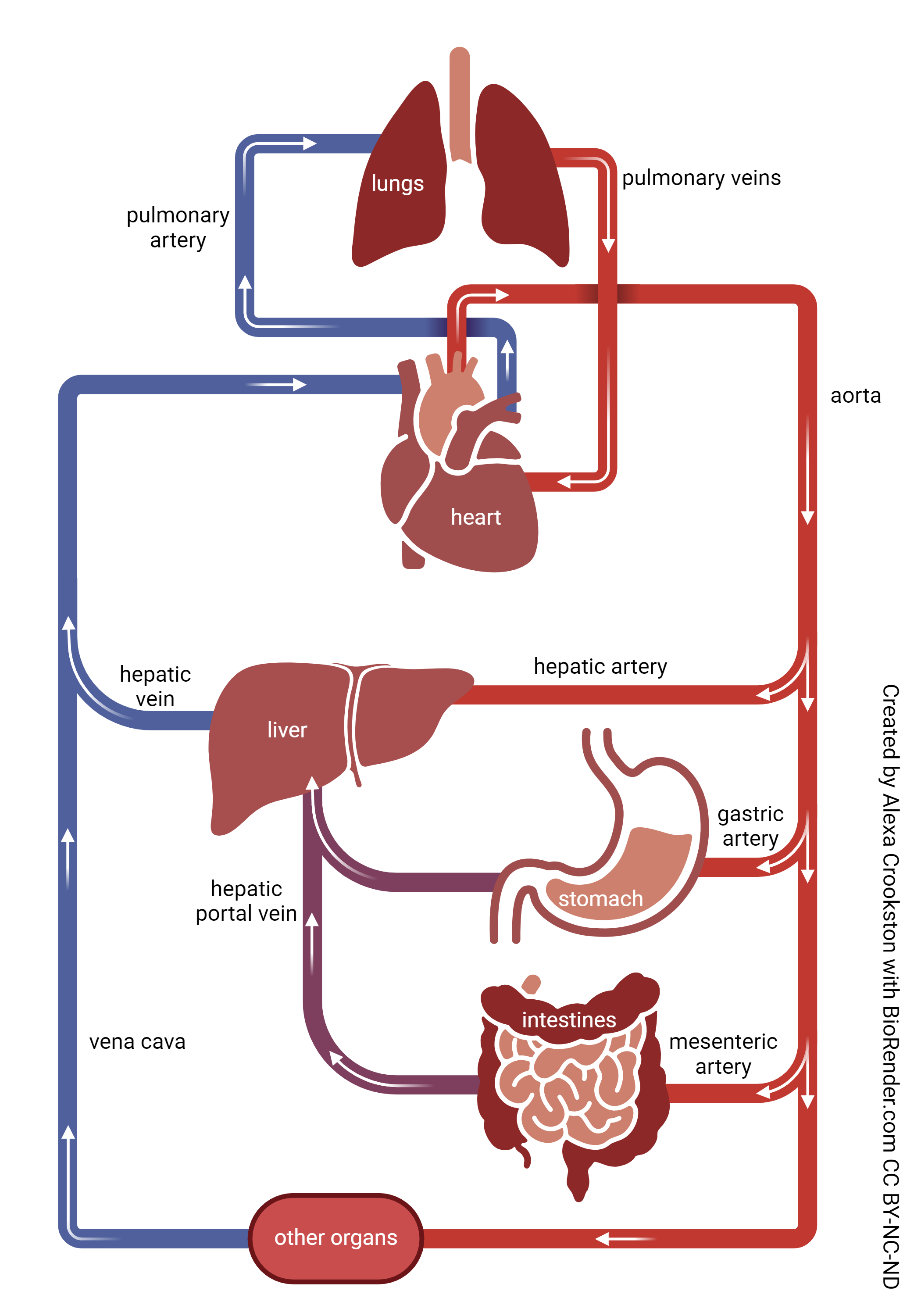 Diagram showing the circulation through the liver and other digestive organs.