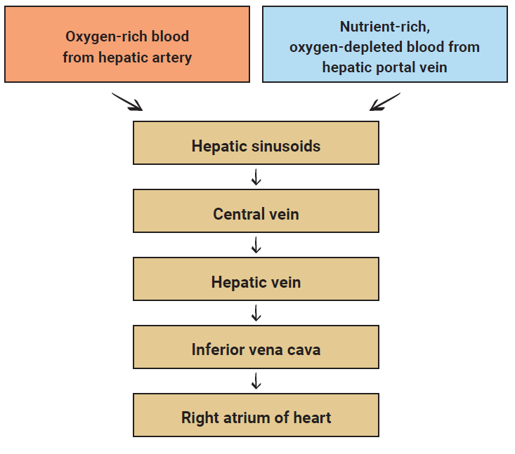 Flowchart showing blood flow through the liver.