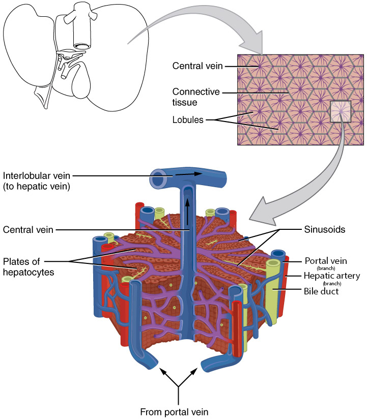 Diagram showing the levels of organization of the liver.