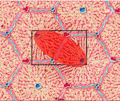 Schematic of a liver acinus superimposed on a photomicrograph of the liver.