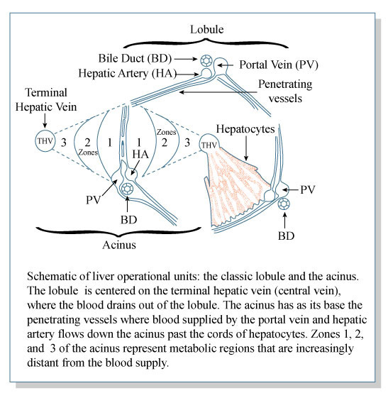 Schematic of a liver acinus.